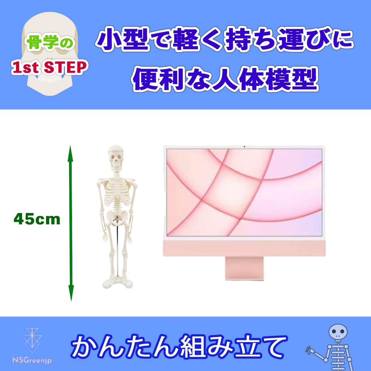 200675］骨格筋 パネル 模型 整体 幅54cm×縦74cm 【公式通販】